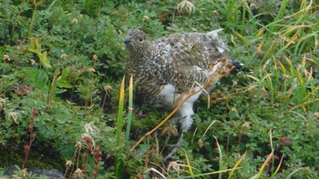 Rock Ptarmigan 乗鞍岳 Sun, 9/16/2018