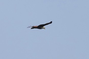 Brahminy Kite Singapore Botanic Gardens Sun, 1/27/2019