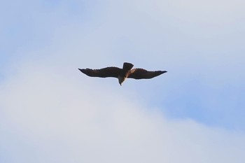 Brahminy Kite Singapore Botanic Gardens Sun, 1/27/2019