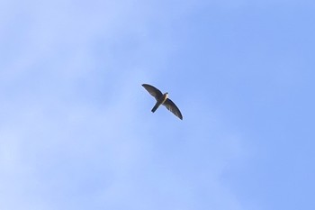 Edible-nest Swiftlet