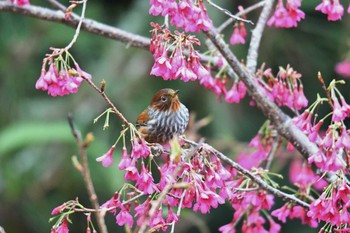 2019年1月19日(土) 大雪山国家森林遊楽区の野鳥観察記録