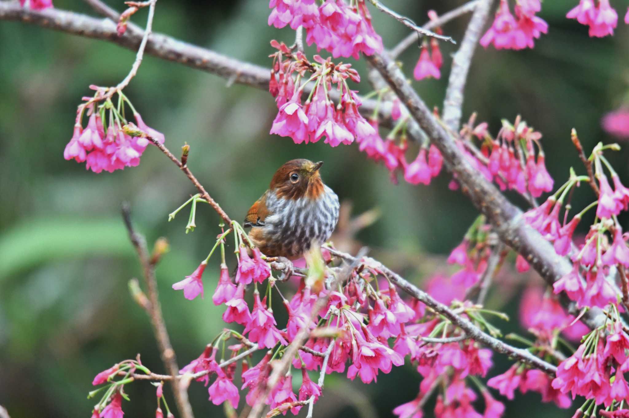 Taiwan Barwing