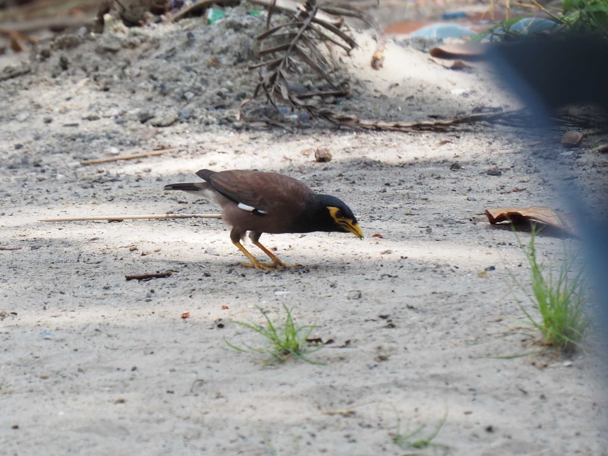 Photo of Common Myna at Pulau Ubin (Singapore) by ryokawameister