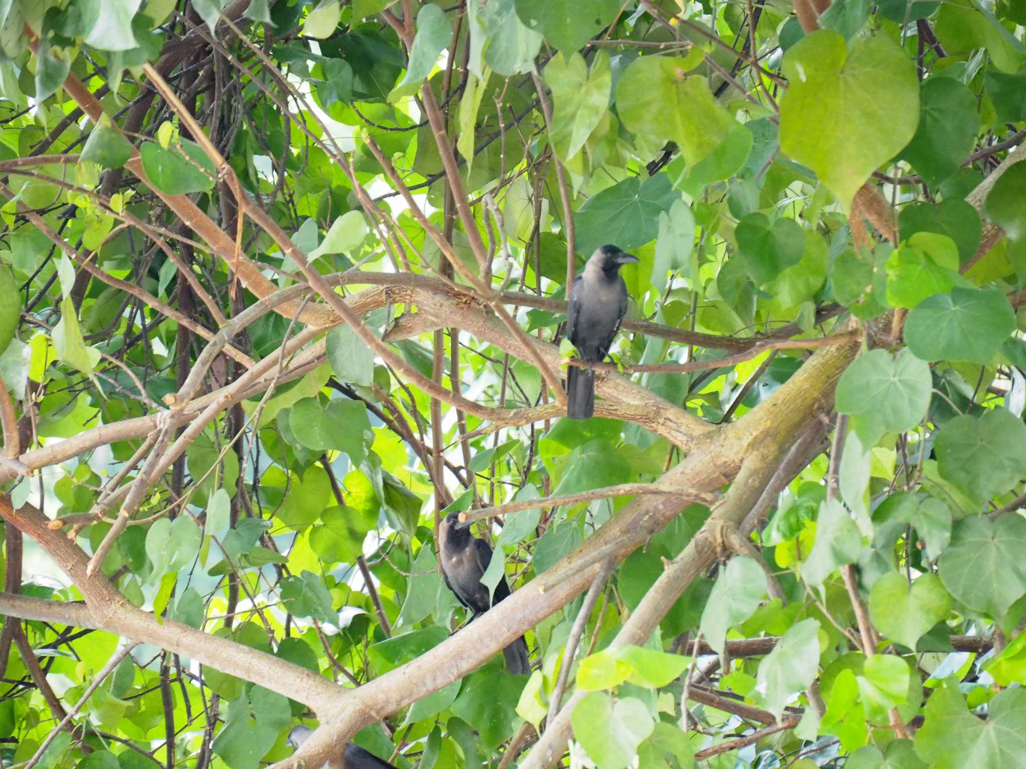 House Crow