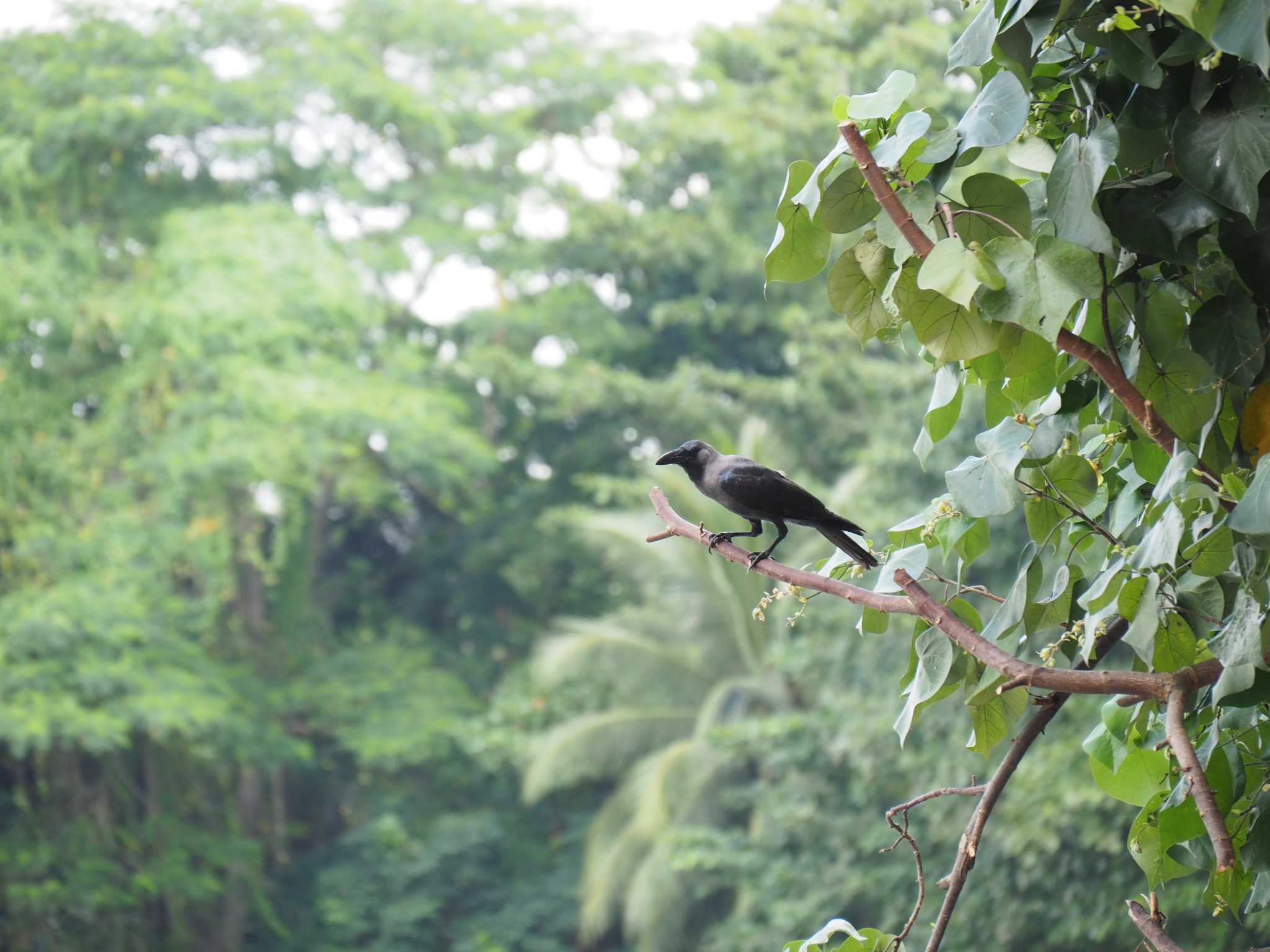 Photo of House Crow at Pulau Ubin (Singapore) by ryokawameister