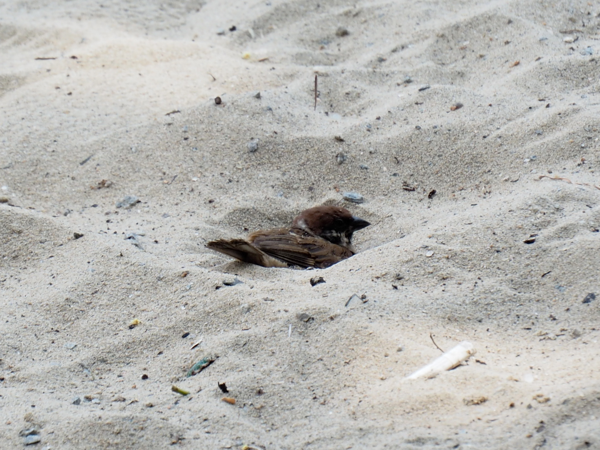 Eurasian Tree Sparrow