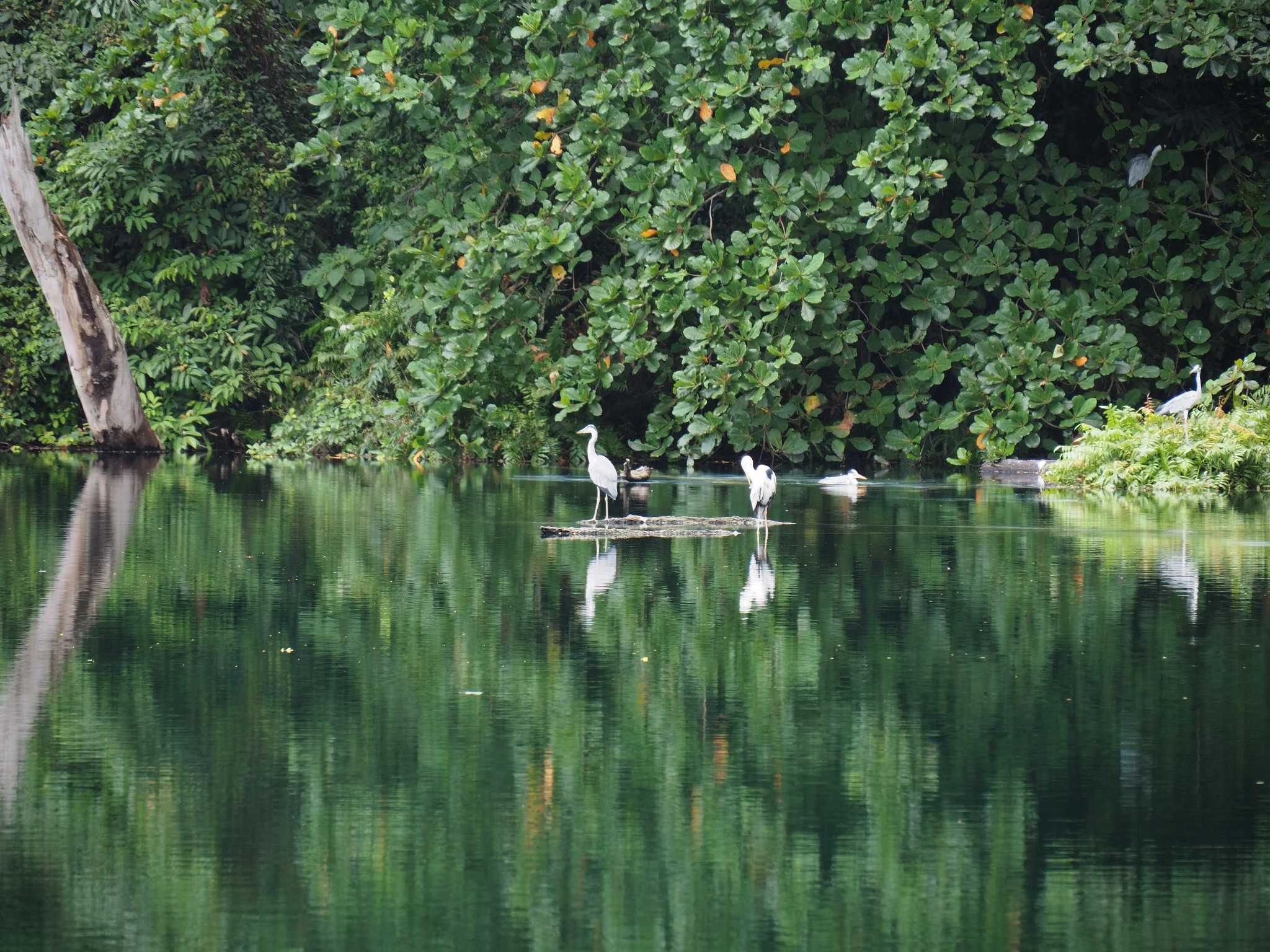 Grey Heron