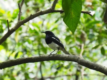 シキチョウ Pulau Ubin (Singapore) 2017年7月22日(土)