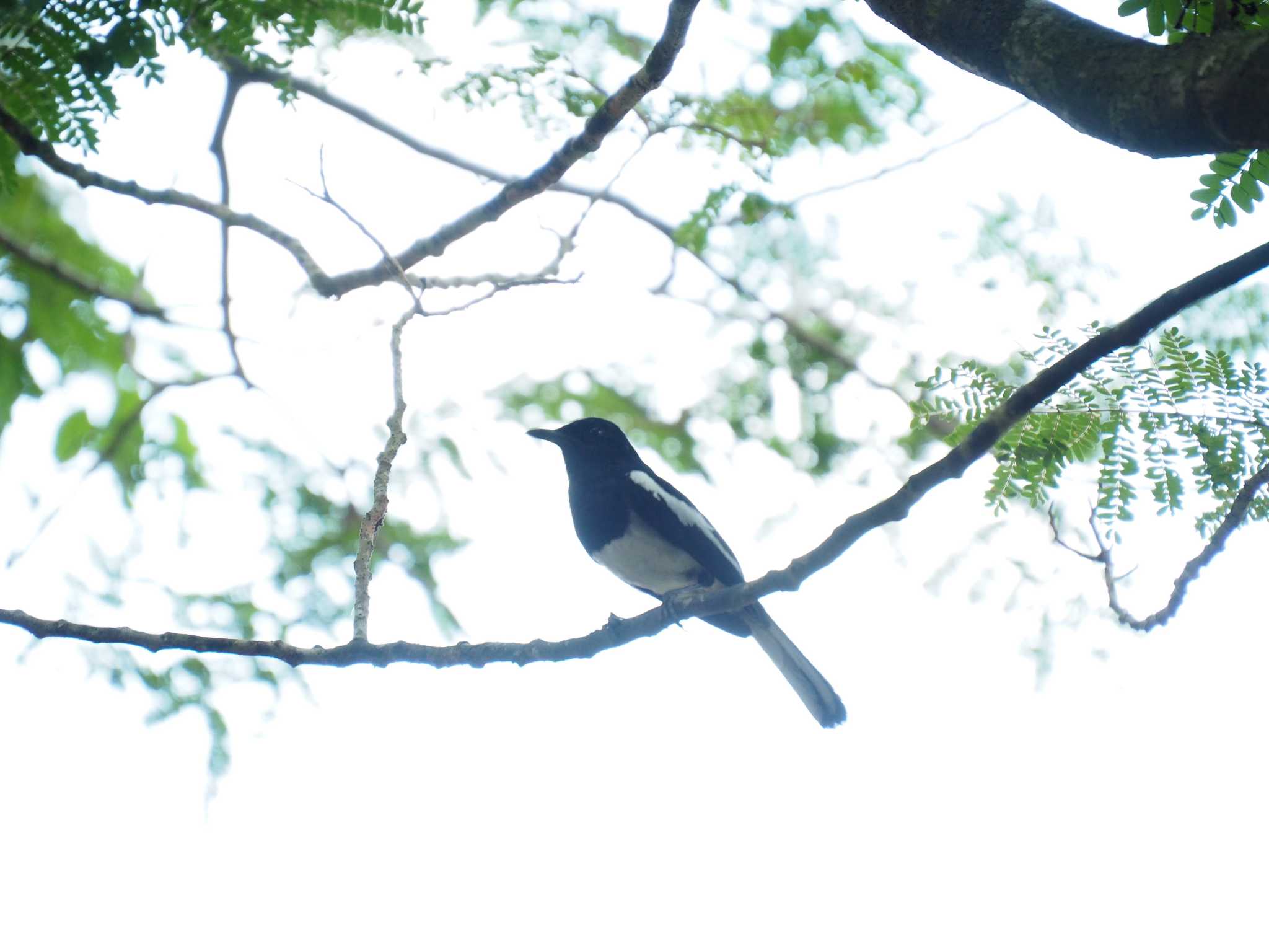 Oriental Magpie-Robin