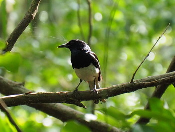 シキチョウ Pulau Ubin (Singapore) 2017年7月22日(土)