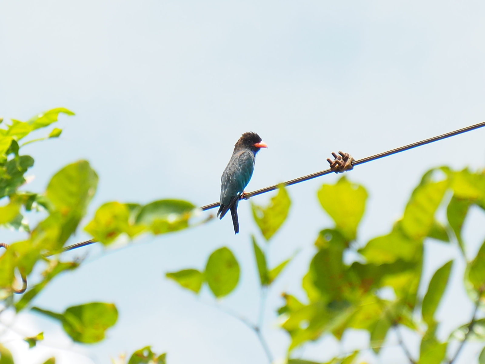 Oriental Dollarbird