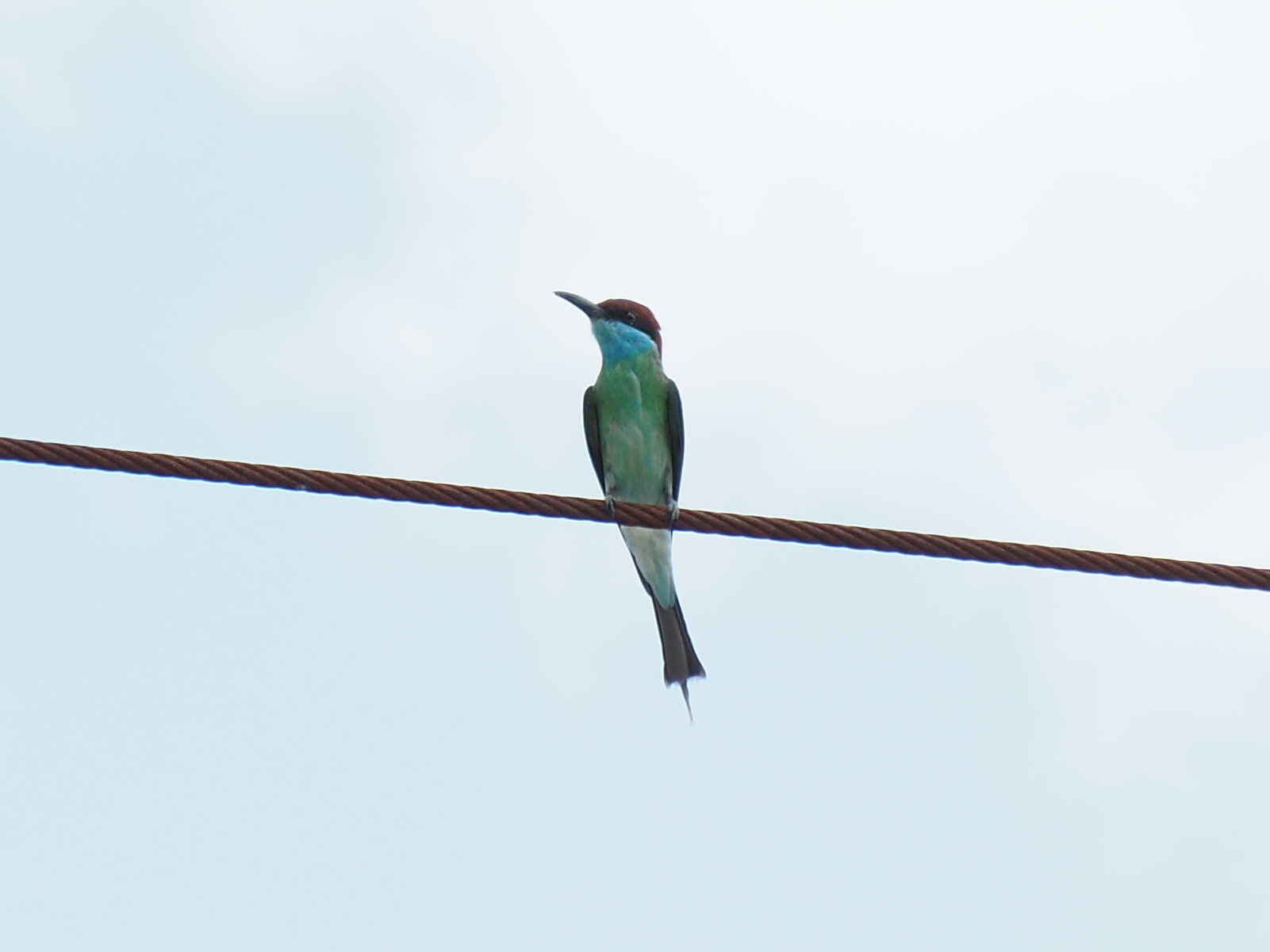 Pulau Ubin (Singapore) ルリノドハチクイの写真 by ryokawameister