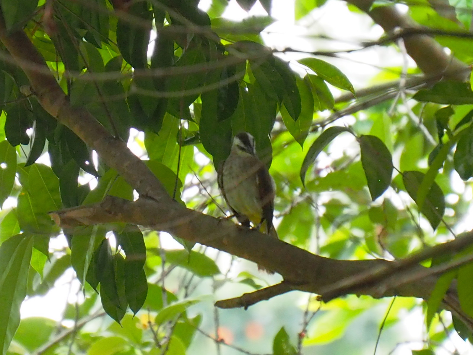 Yellow-vented Bulbul