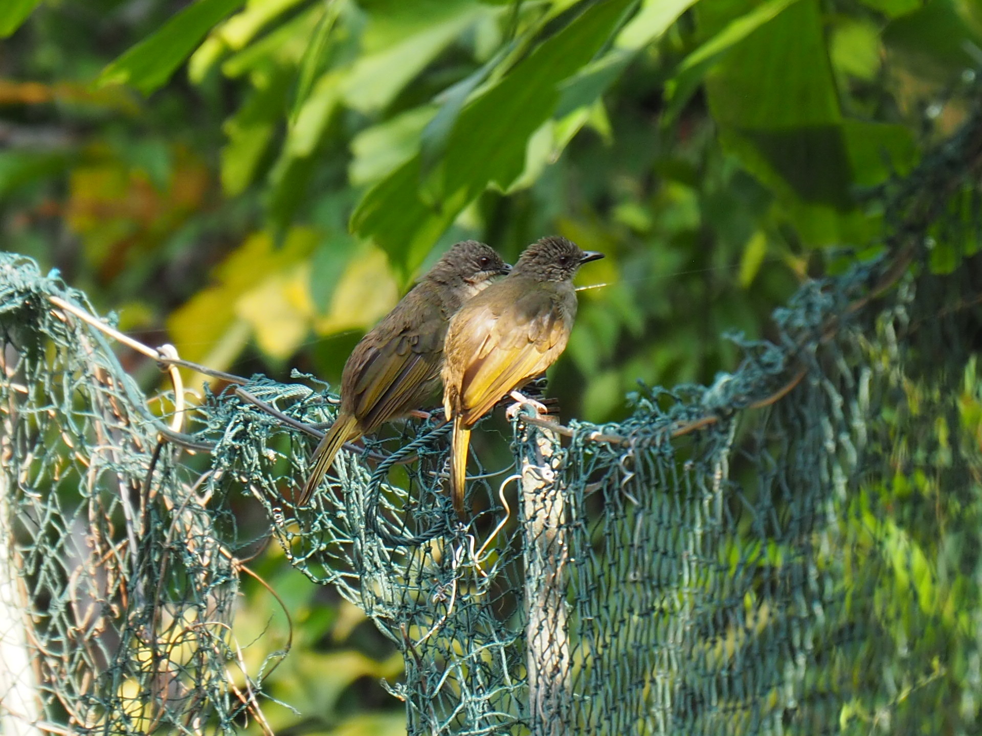 Olive-winged Bulbul