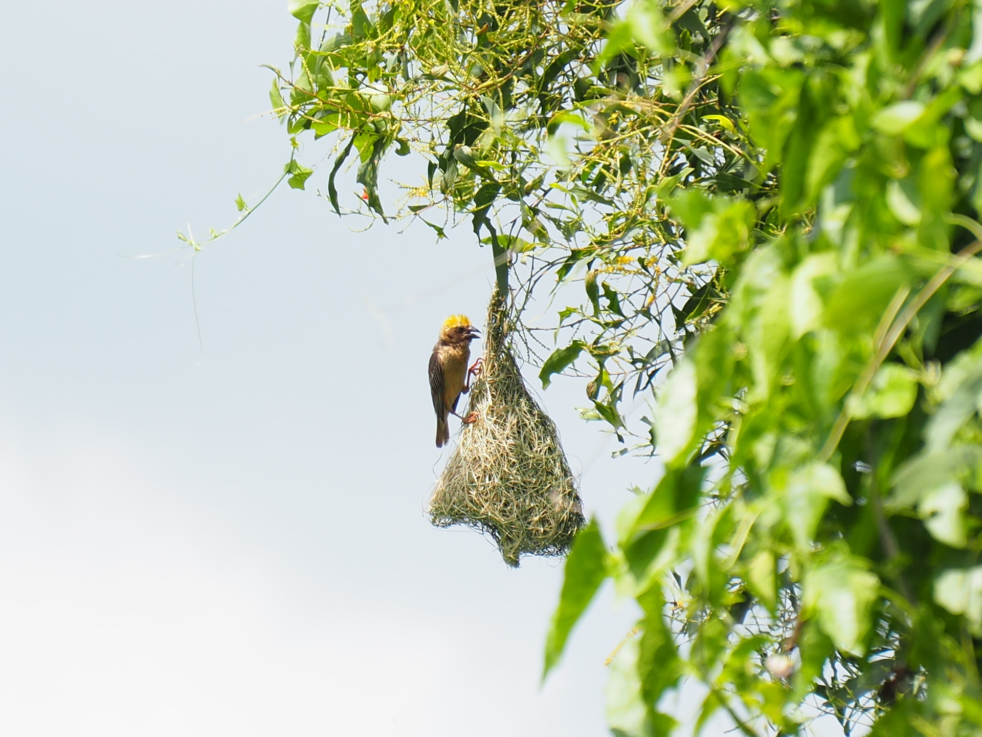 Baya Weaver