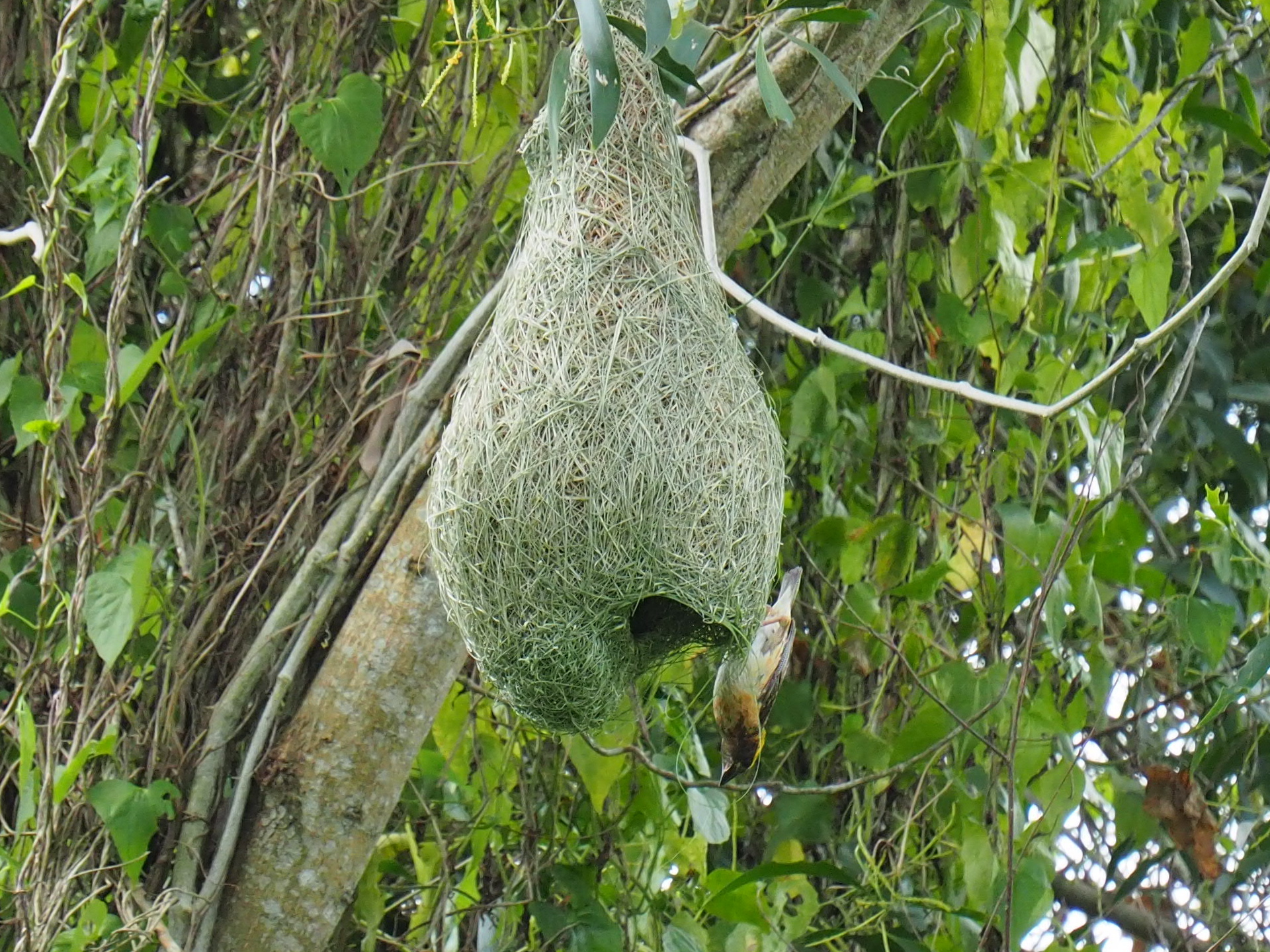 Baya Weaver