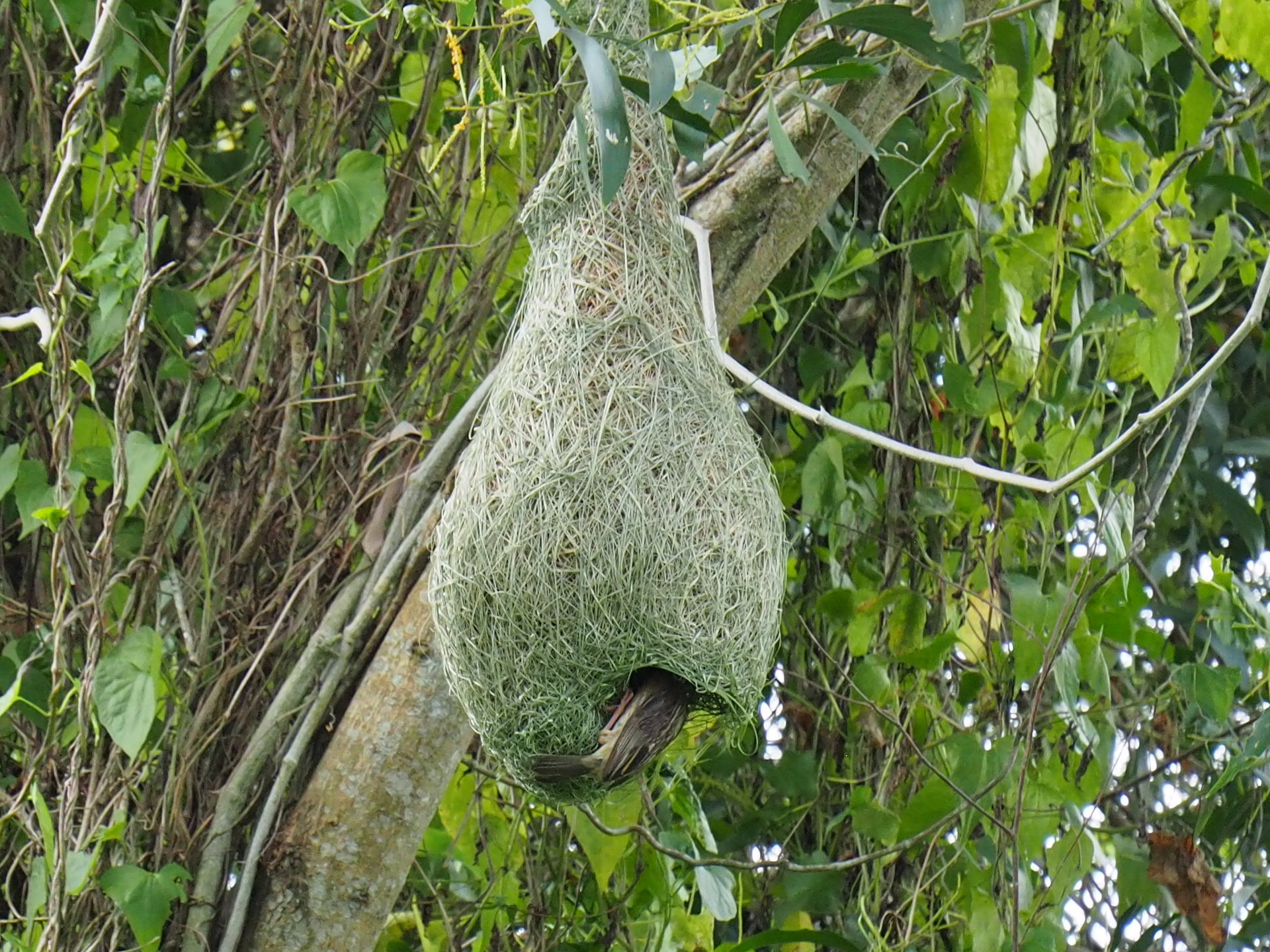 Baya Weaver