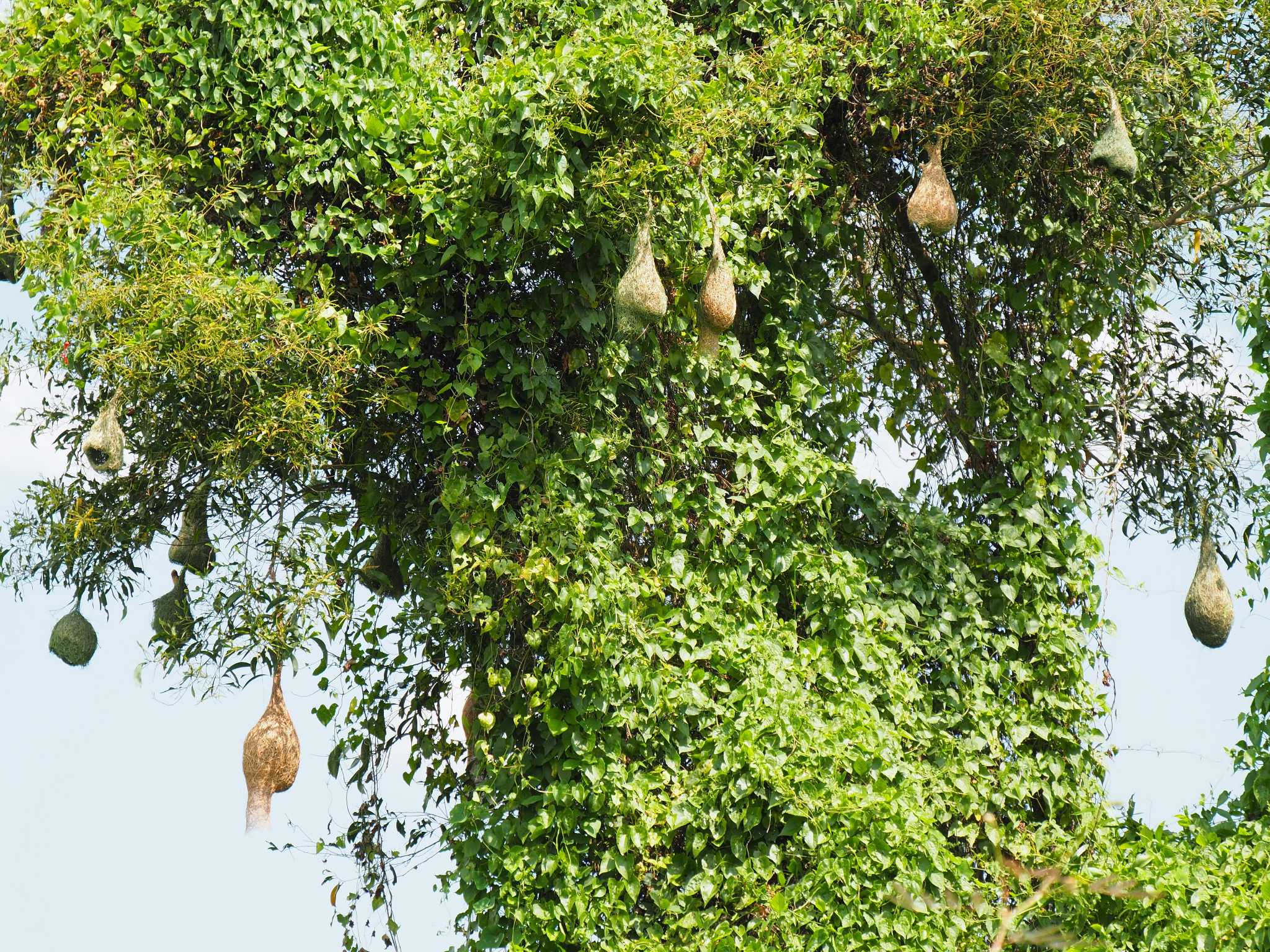 Baya Weaver