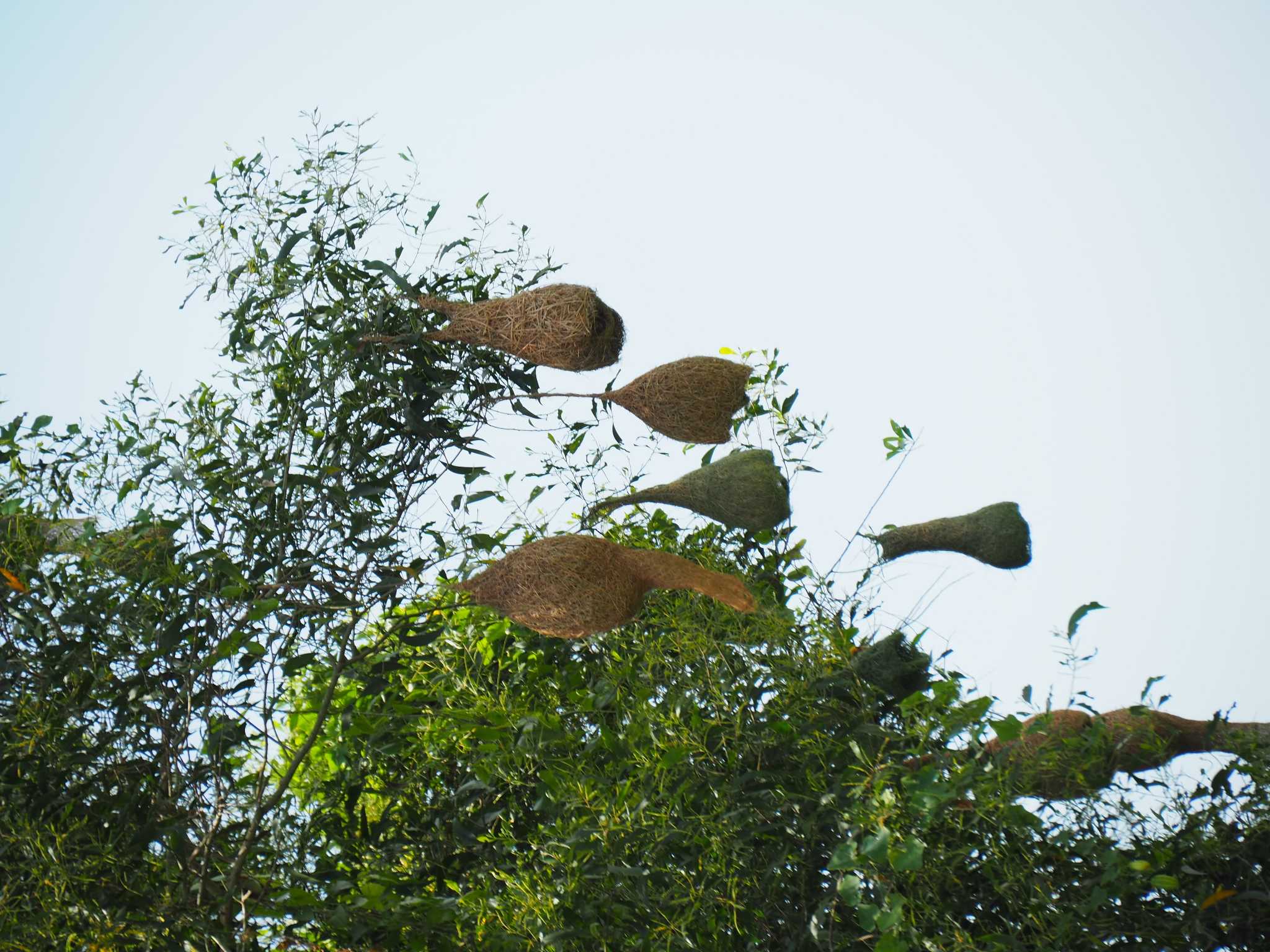 Baya Weaver