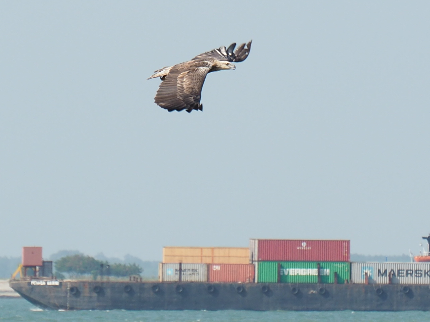 White-bellied Sea Eagle