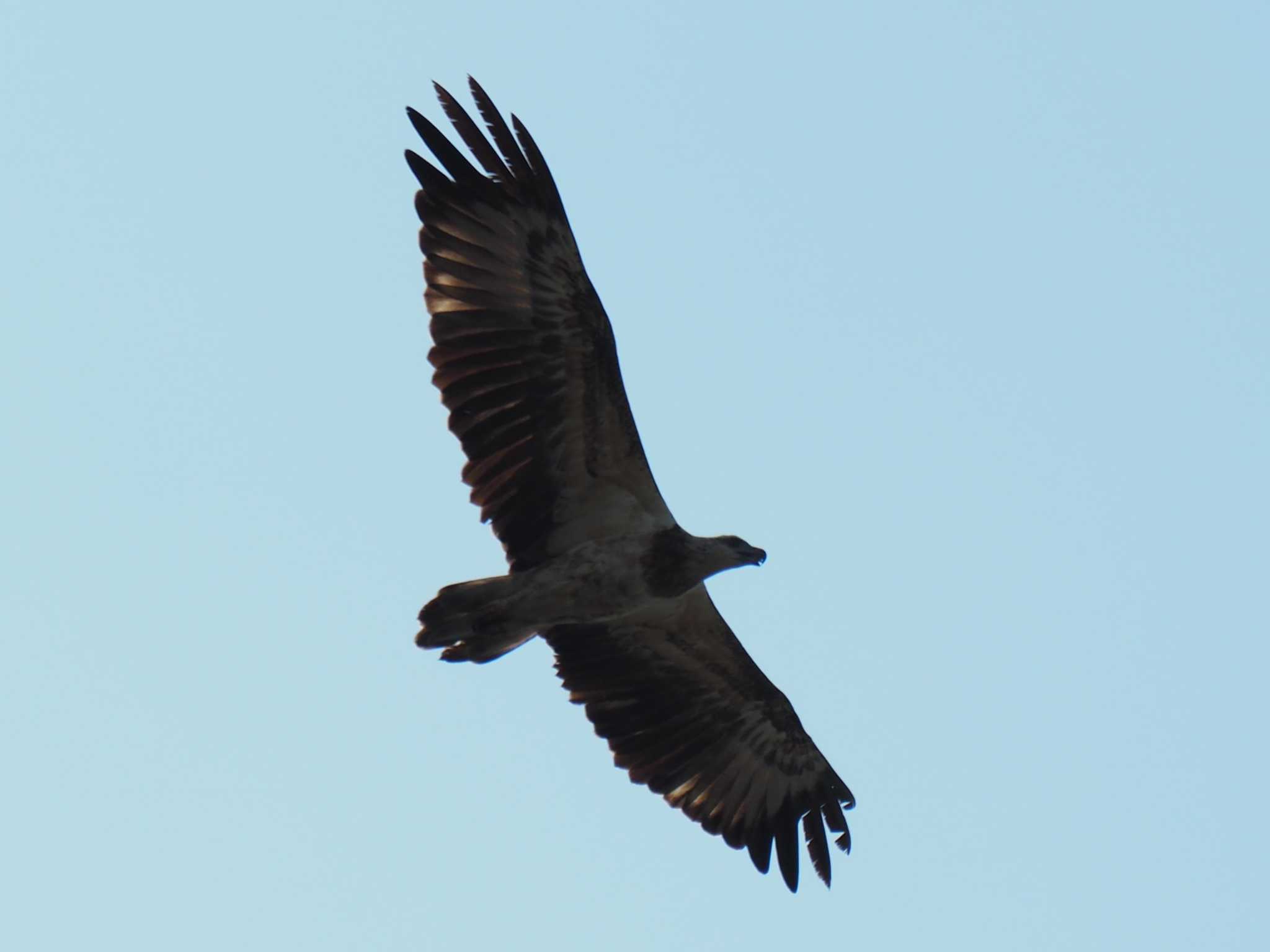 White-bellied Sea Eagle