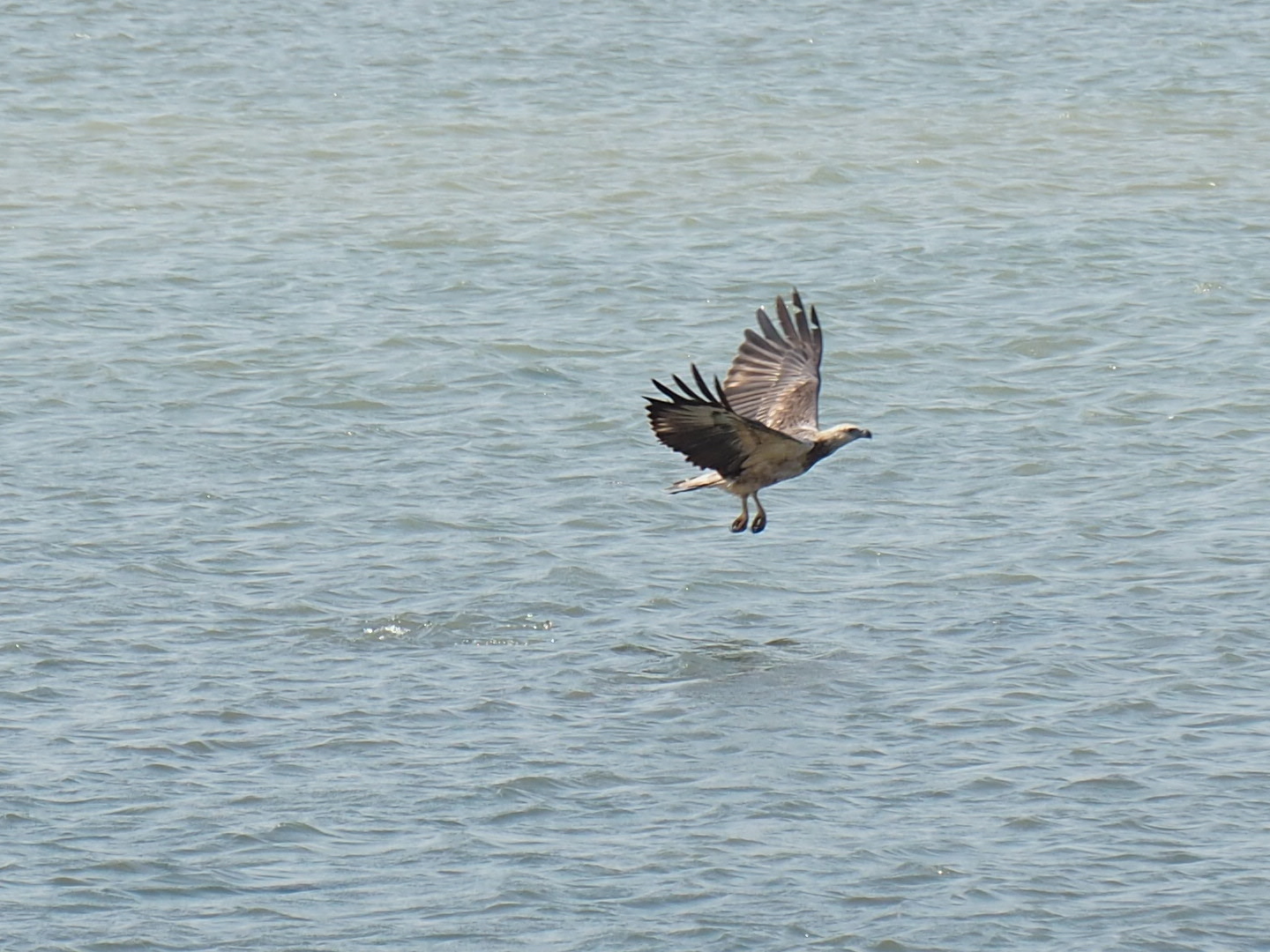 White-bellied Sea Eagle