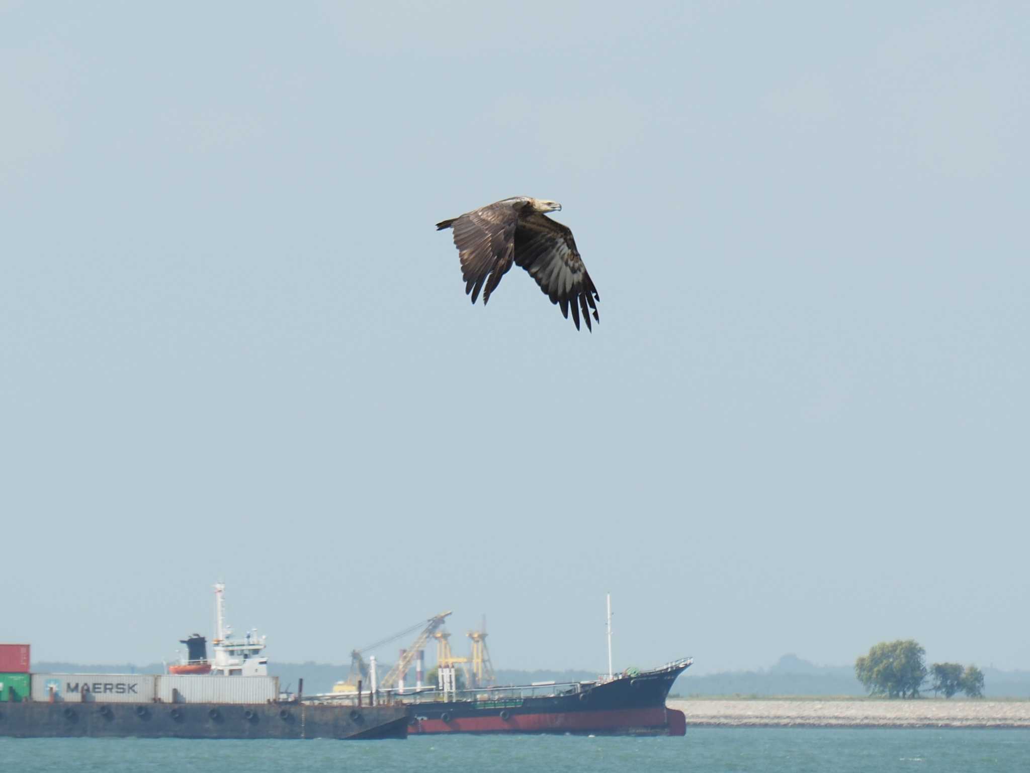 White-bellied Sea Eagle