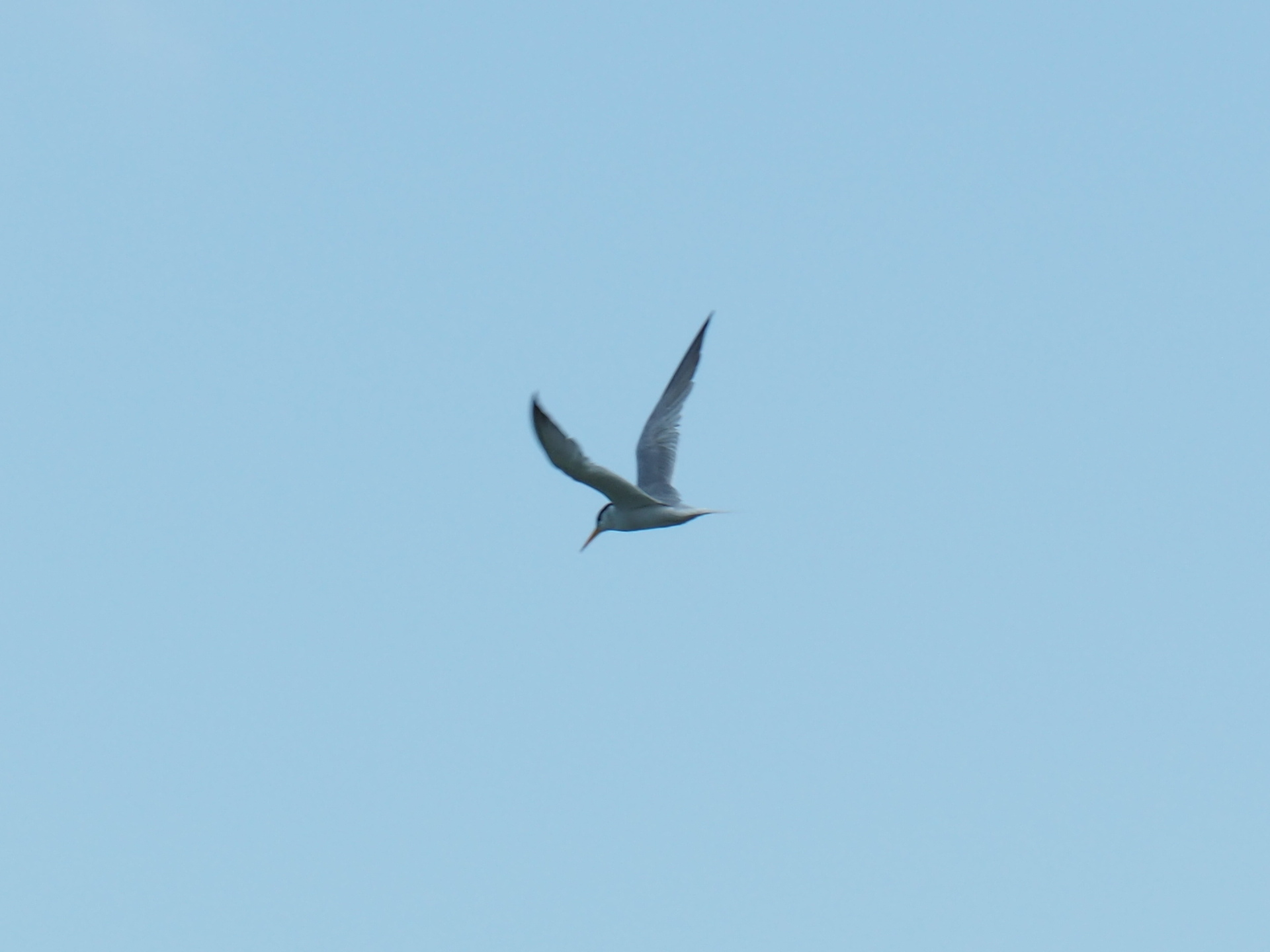 Lesser Crested Tern