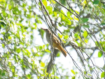 アカメヒヨドリ Pulau Ubin (Singapore) 2017年7月22日(土)