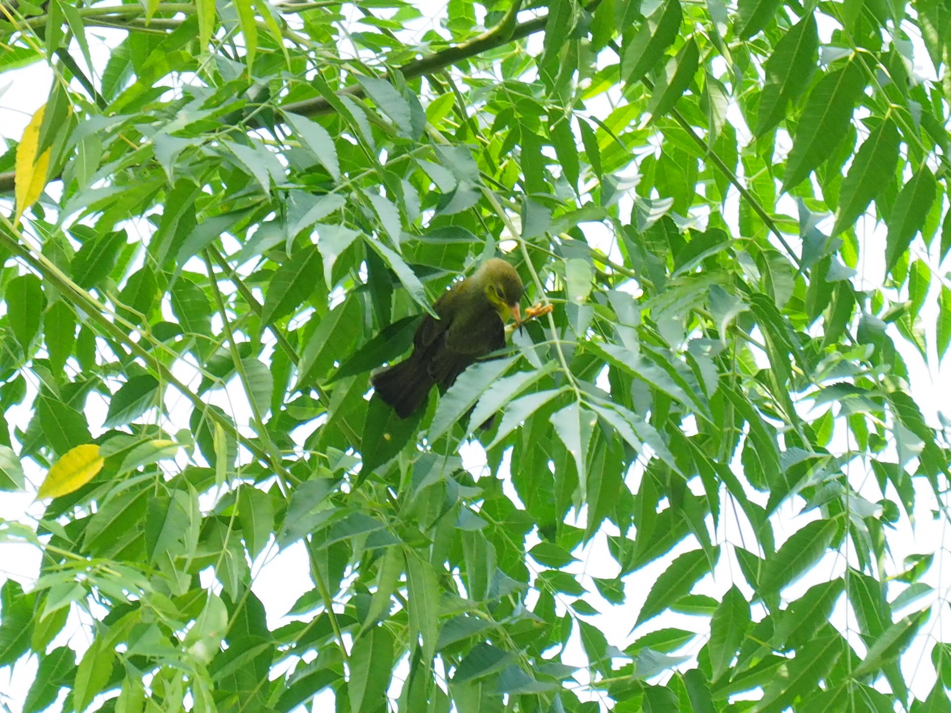 Brown-throated Sunbird