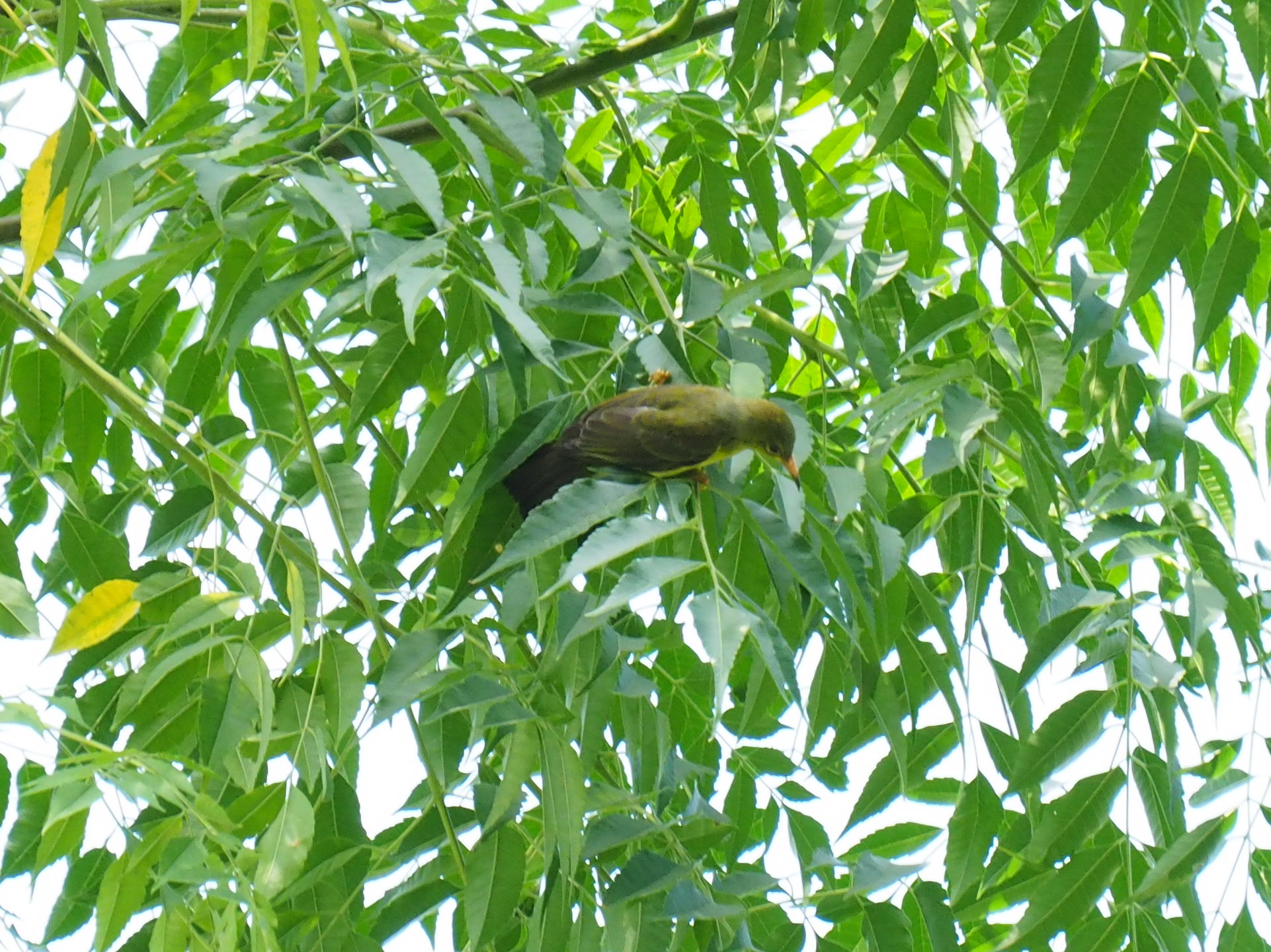 Brown-throated Sunbird