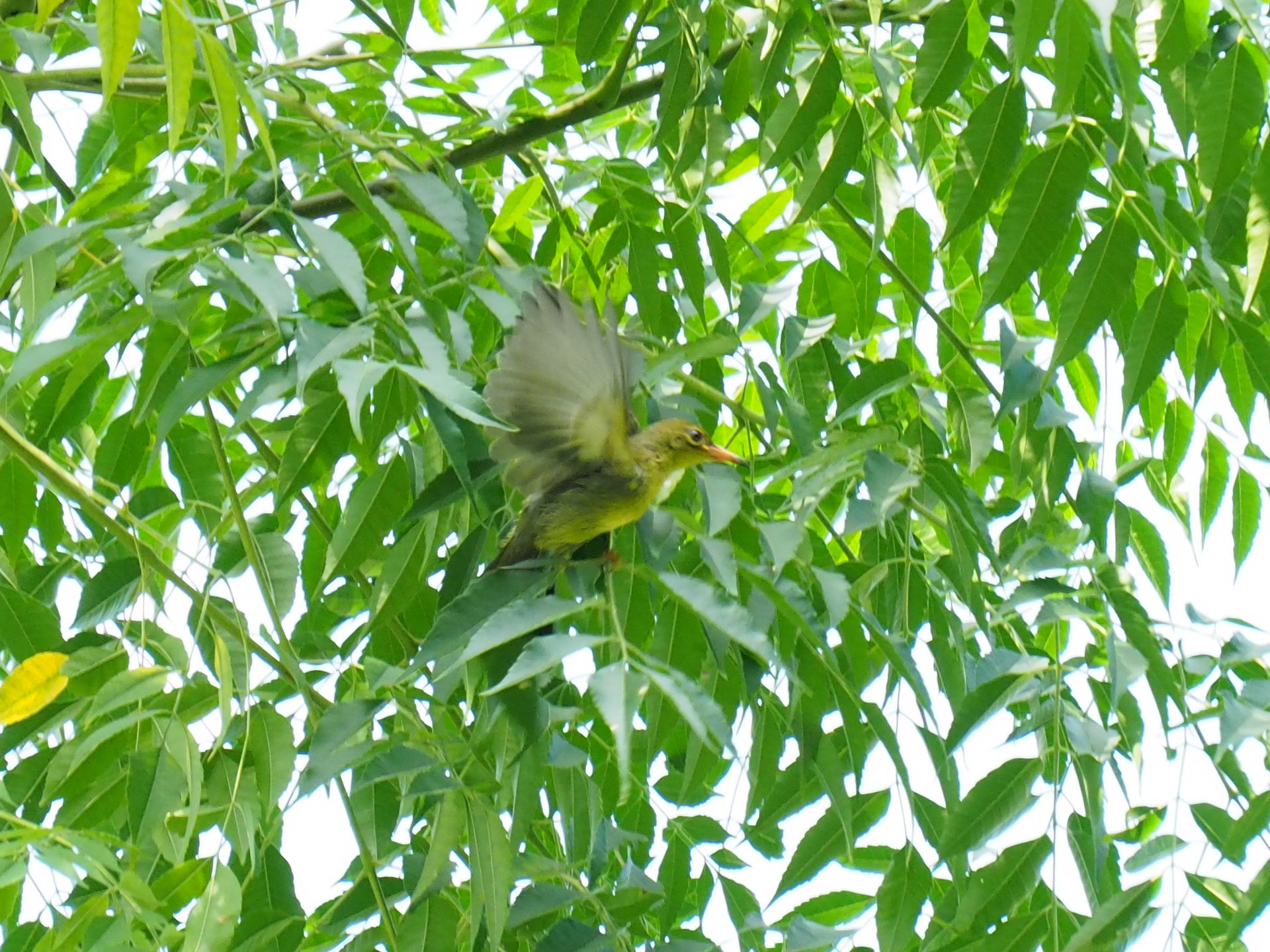 Brown-throated Sunbird