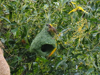 2017年7月22日(土) Pulau Ubin (Singapore)の野鳥観察記録