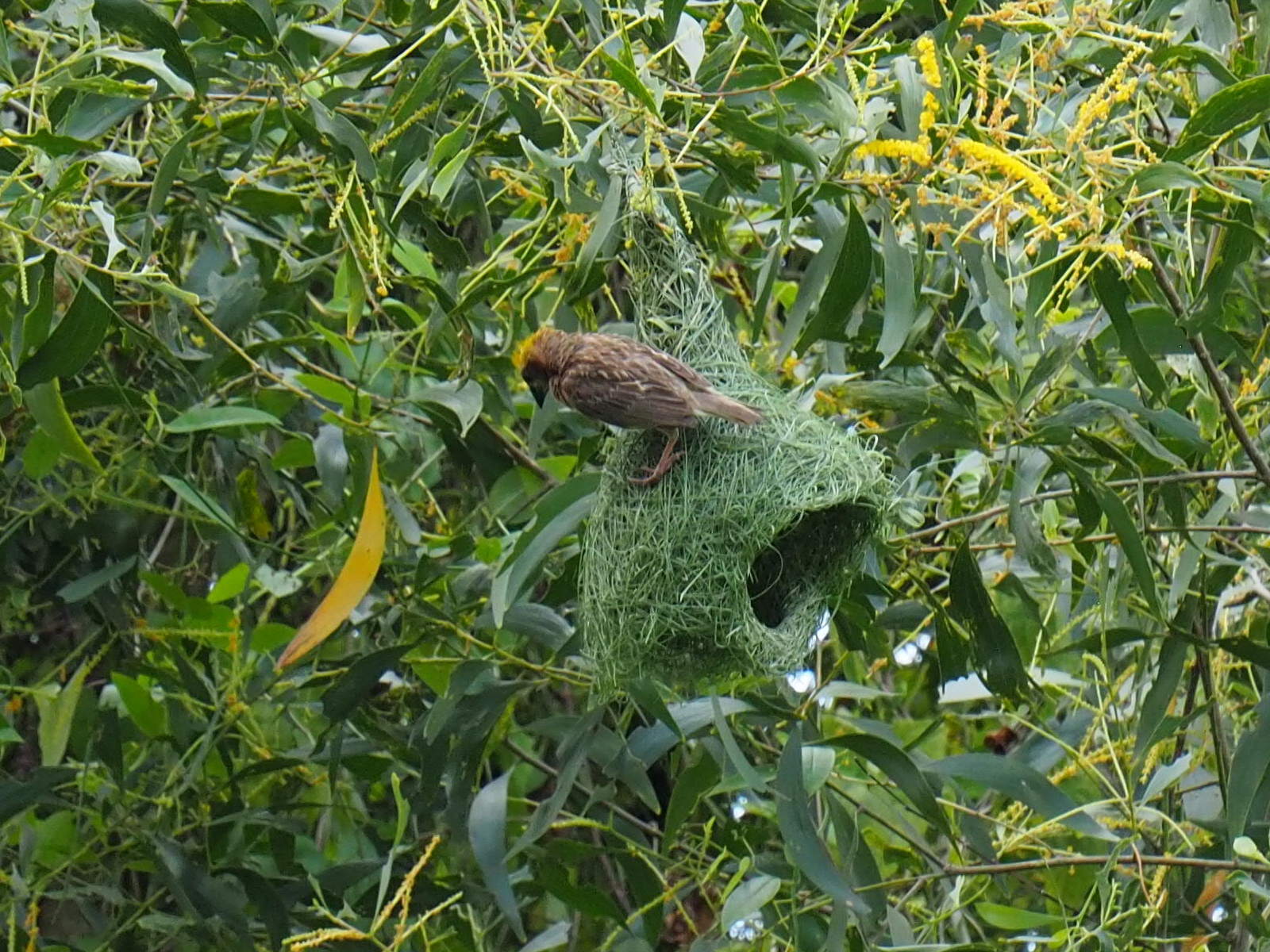 Streaked Weaver