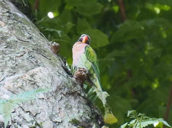 Red-breasted Parakeet