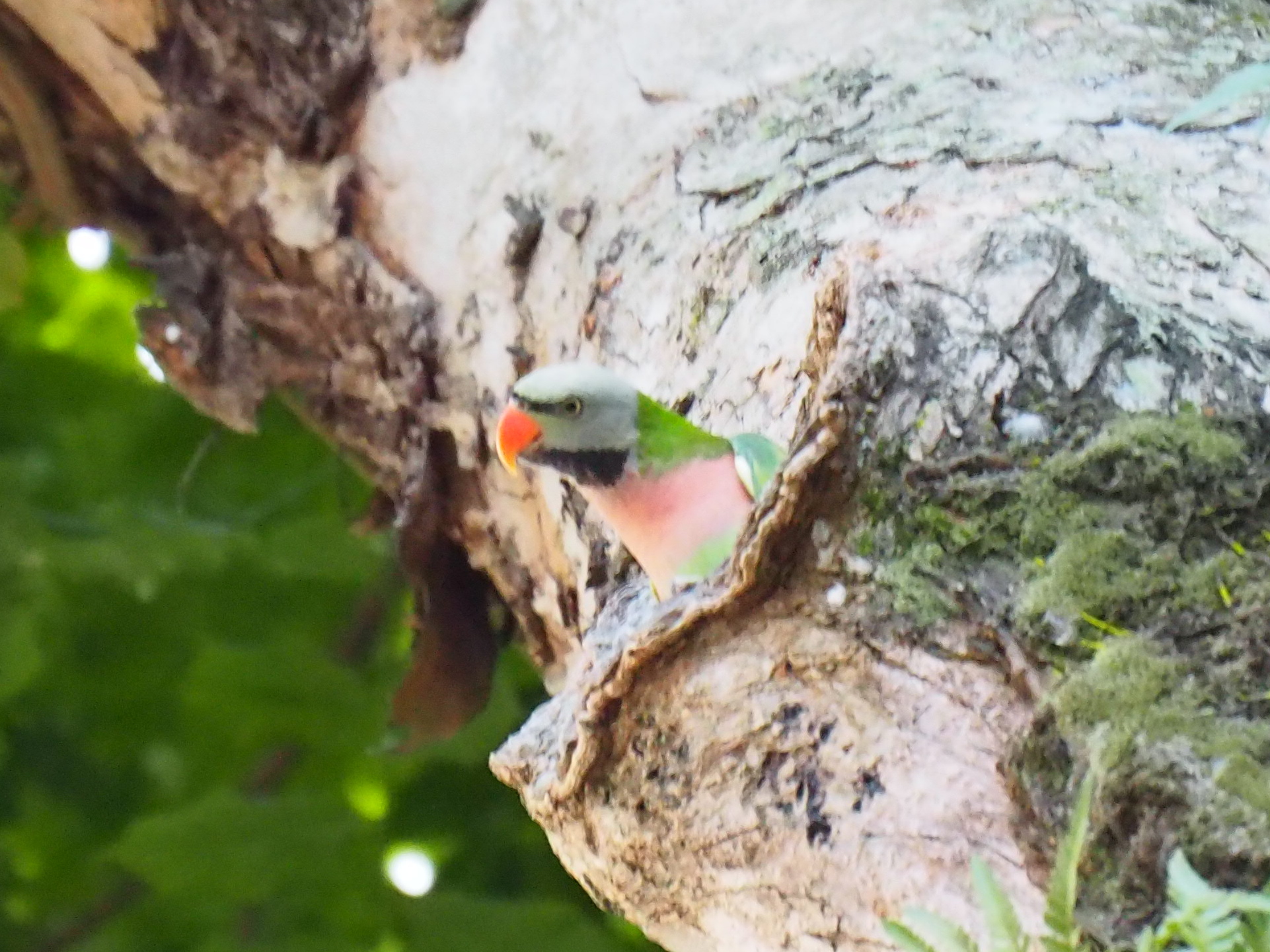 Red-breasted Parakeet