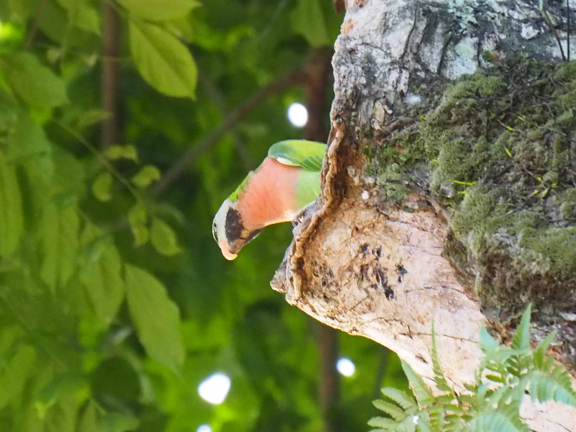 Changi Village (Singapore) ダルマインコの写真 by ryokawameister