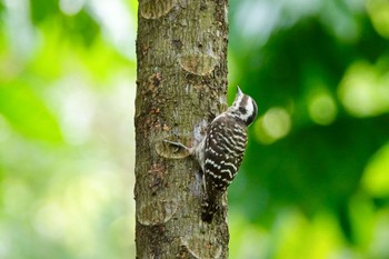 Sunda Pygmy Woodpecker