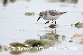 トウネン 石垣島 2019年2月8日(金)