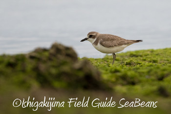 Greater Sand Plover Ishigaki Island Fri, 2/8/2019