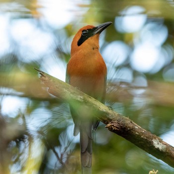 Rufous Motmot Cerro Azul Fri, 1/4/2019