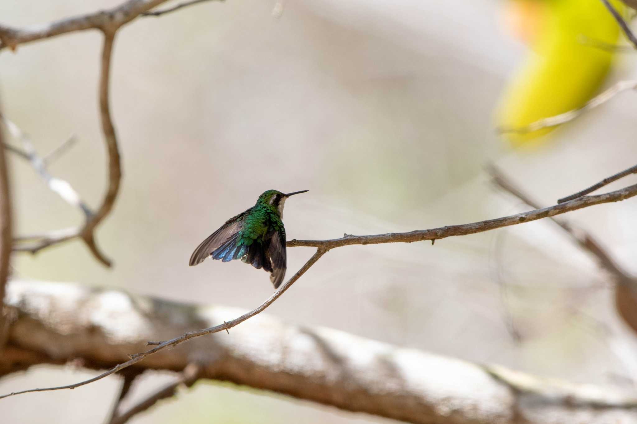 Garden Emerald