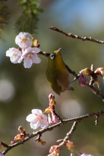 Warbling White-eye Shinjuku Gyoen National Garden Sun, 2/3/2019