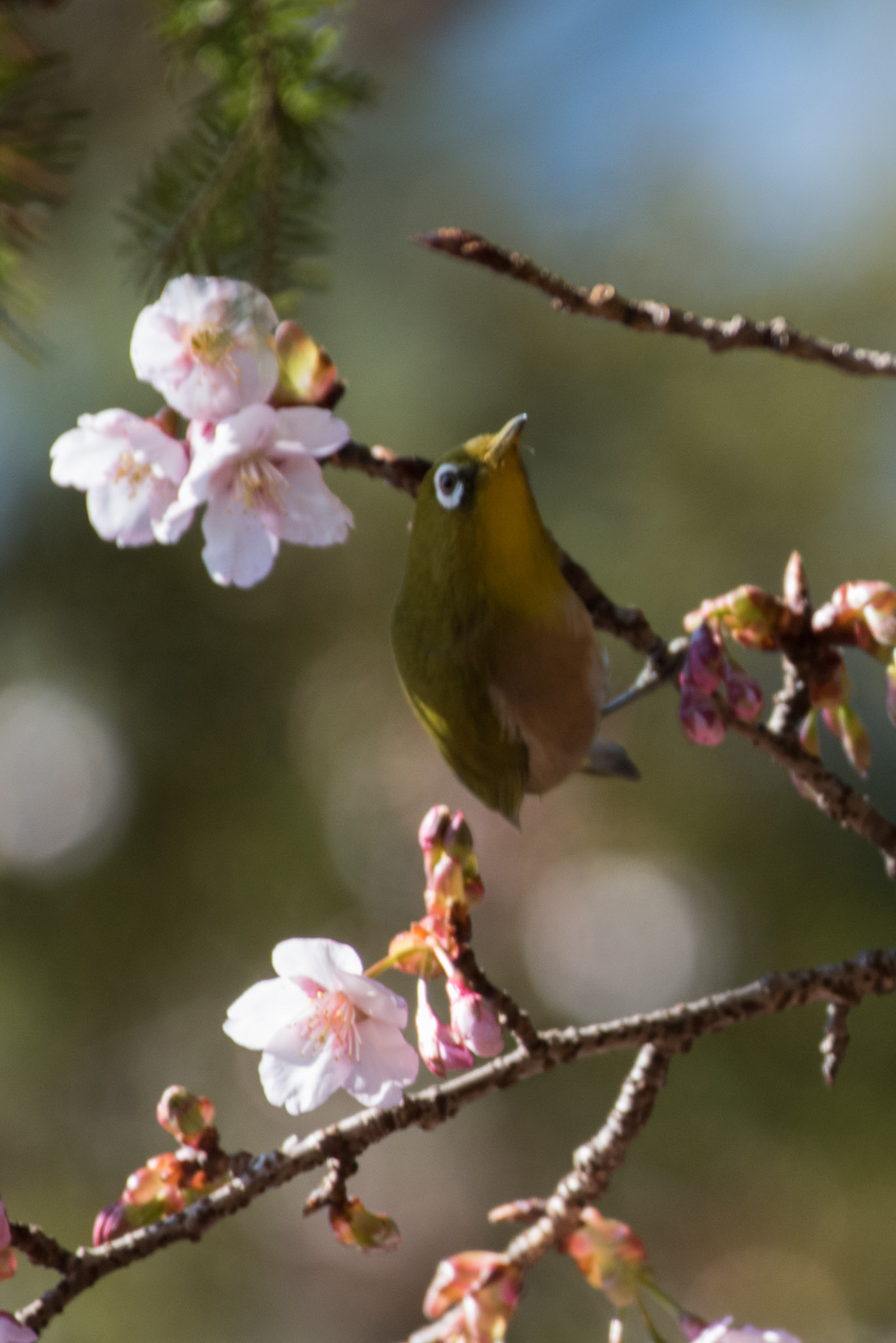 Photo of Warbling White-eye at Shinjuku Gyoen National Garden by ninjya