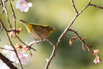 Warbling White-eye Shinjuku Gyoen National Garden Sun, 2/3/2019