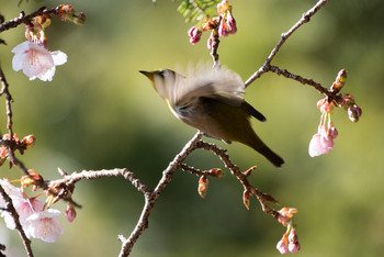 Warbling White-eye Shinjuku Gyoen National Garden Sun, 2/3/2019