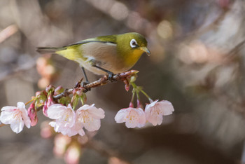 Warbling White-eye Shinjuku Gyoen National Garden Sun, 2/3/2019