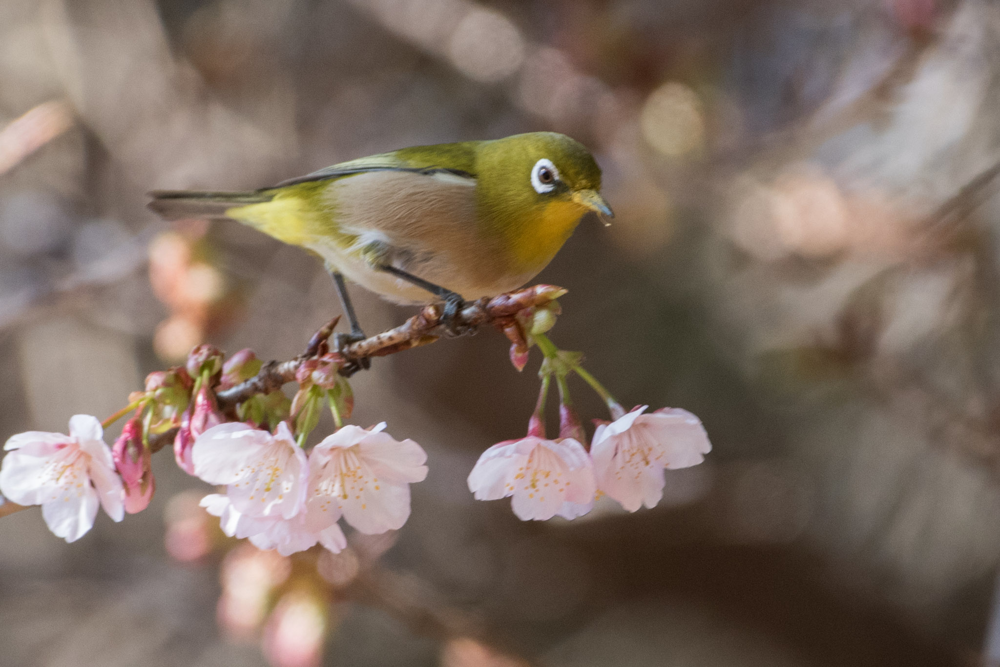 Photo of Warbling White-eye at Shinjuku Gyoen National Garden by ninjya