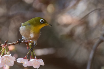 Warbling White-eye Shinjuku Gyoen National Garden Sun, 2/3/2019