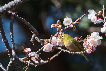 Warbling White-eye Shinjuku Gyoen National Garden Sun, 2/3/2019